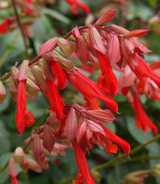 Salvia 'Ember's Wish'